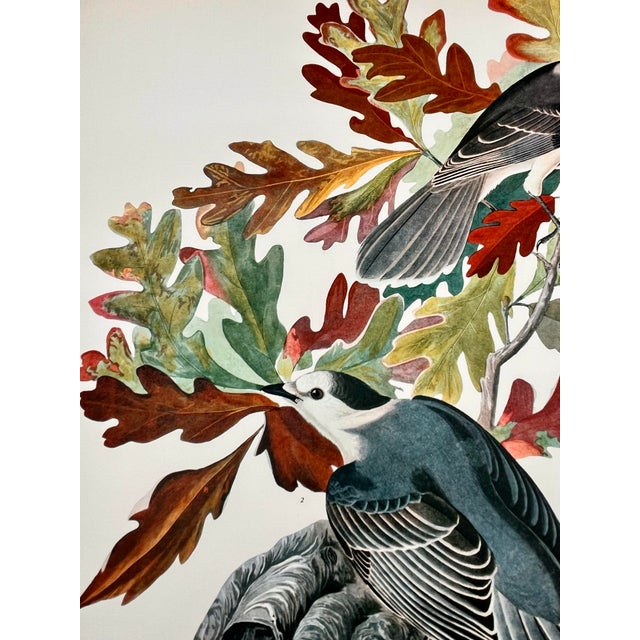 1960s 1964 Audubon Folio Lithograph Great Bird Paintings – “Canada Jay” 17x14 For Sale - Image 5 of 7