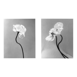 Coupled Poppies and Poppy no.3 Floral Photography 8x10 2023 For Sale