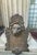 Early 20th Century Cast Iron Lion Architectural Fountain Back For Sale - Image 17 of 17