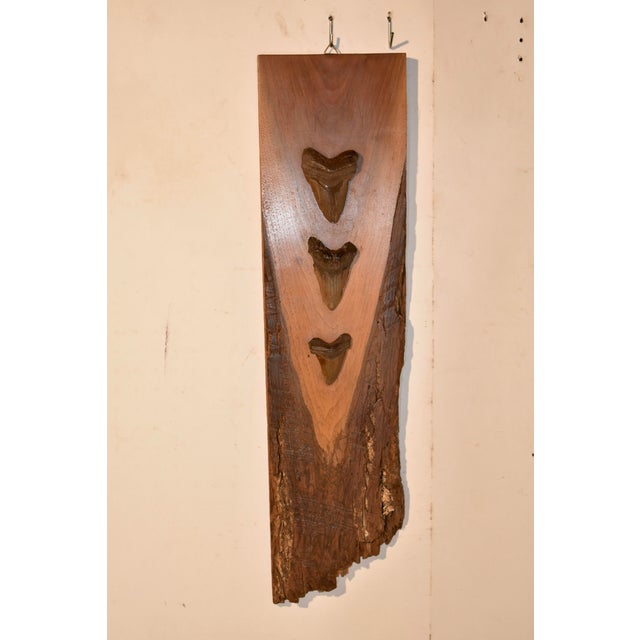 RARE Megladon teeth mounted on a pecky cypress board. There are three Megladon teeth in varying sizes, in graduated order...