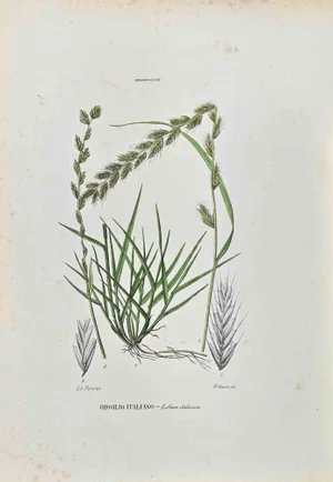 Vincenzo Tenore, The Gramineae, Lithograph, 1870s