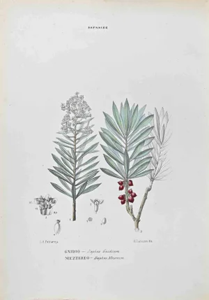 Vincenzo Tenore, Daphnaceae, Lithograph, 1870s