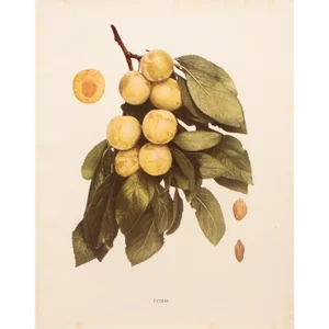 1900s U. P. Hedrick, Original Antique Photogravure of Peters Plums