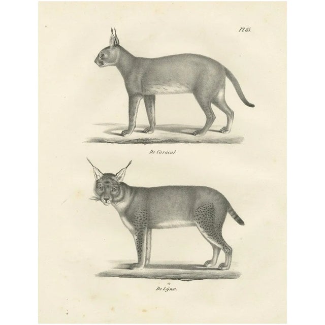 C.C. G. Zool., The Caracal and Lynx in Profile, 1836, Lithograph For Sale