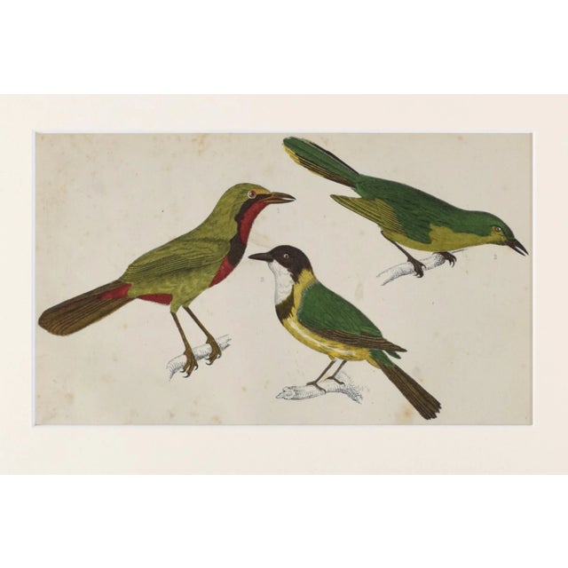 Realism 19th Century English Hand Colored Bird Engraving by Goldsmith For Sale - Image 3 of 5