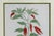 Antique Trio of Framed Double-Print Renaissance Botanical Wall Art For Sale - Image 10 of 18