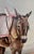 Mid 20th Century Vintage Original Framed Painting of Three Donkeys For Sale - Image 5 of 9
