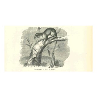 Paul Gervais, The Mouse, 1854, Lithograph For Sale