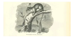 Paul Gervais, The Mouse, 1854, Lithograph