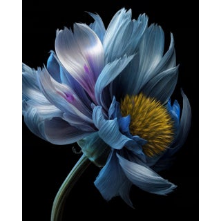 Stillness in Motion, Photograph by Michael Filonow For Sale