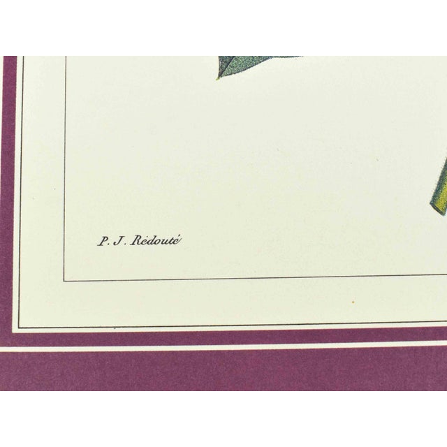 Mid 20th Century p.j. Redoute Botanical Art Prints - Set of 4 For Sale - Image 13 of 16
