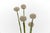 Floral Floor Lamp by Hans Kögl, Germany, 1960s For Sale - Image 11 of 15