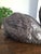 Antique 1920's Patinated Bronze Sculpture of a Seated Duck For Sale - Image 12 of 13