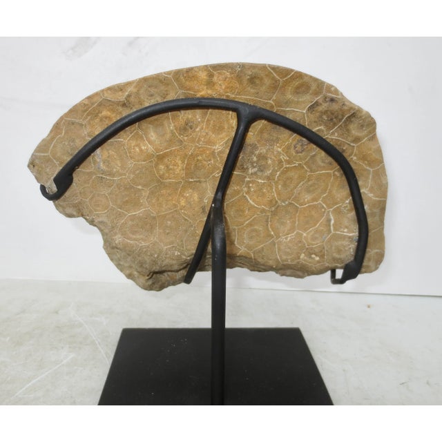Museum-mounted specimen of this rare fossil. Standing on a steel armature the bowled and polished stone is polished to the...