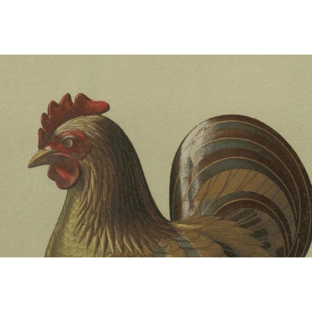 Title: Japanese Rooster Drum Stand: Antique Lithograph, 1880s : This detailed lithograph from the 1880s features an...