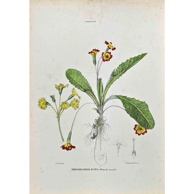 Vincenzo Tenore, The Primroses, Lithograph, 1870s For Sale