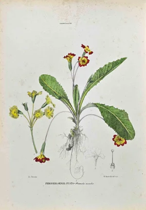 Vincenzo Tenore, The Primroses, Lithograph, 1870s