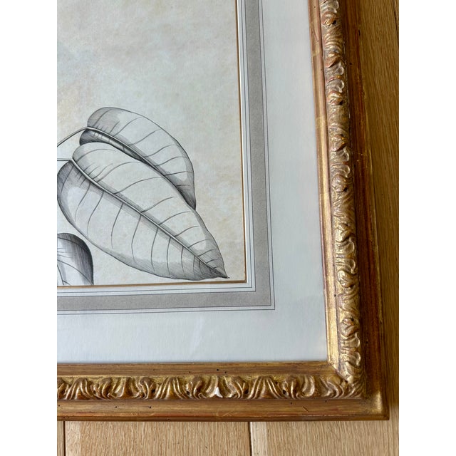 Dennis & Leen Botanical Print With Gilded Frame – DL-Art 35 For Sale In Kansas City - Image 6 of 10