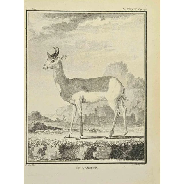 Le Naguer is an etching realized by Pierre Charles Baquoy in 1771. It belongs to the suite "Histoire naturelle, générale...