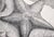 Paper Starfish Etching in Ink on Paper (#8/16) by J Brown For Sale - Image 7 of 10