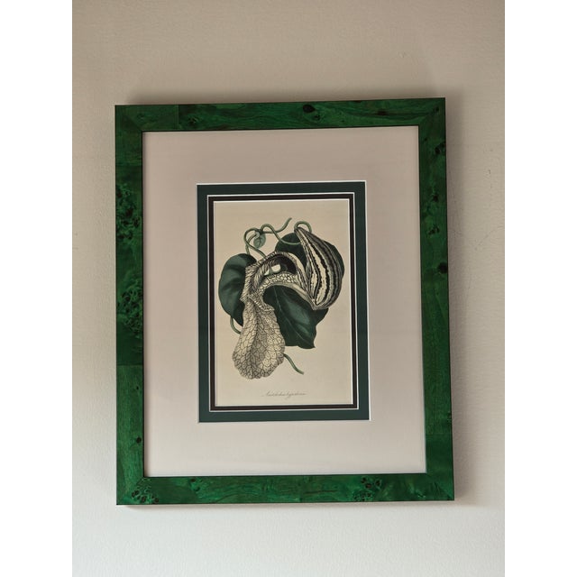 Vintage Framed Aristolochia Botanical Print in Emerald Faux Burl Frame For Sale - Image 6 of 11
