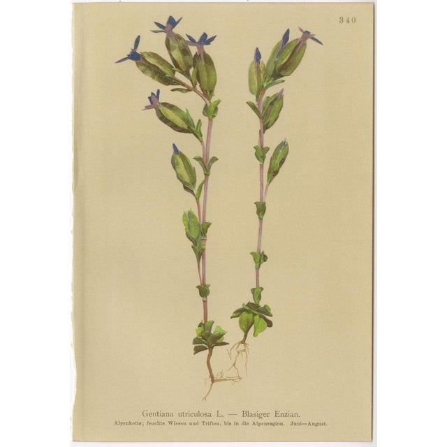 Alpine Gentian Botanical Illustrations, 1897, Set of 4 For Sale - Image 6 of 9
