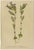 Alpine Gentian Botanical Illustrations, 1897, Set of 4 For Sale - Image 6 of 9