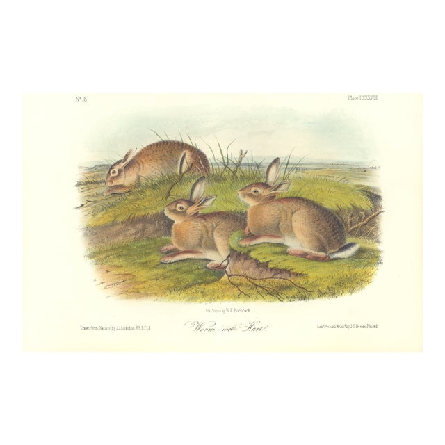 1851 Audubon Quadruped Octavo Lithograph "Plate 88 Worm-Wood Hare" For Sale