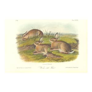 1851 Audubon Quadruped Octavo Lithograph "Plate 88 Worm-Wood Hare"
