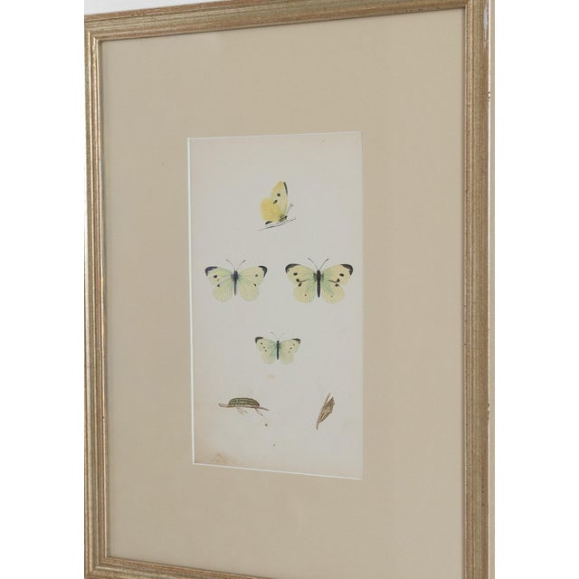 Victorian 19th C. Hand Colored Butterfly Engravings From England - Set of 4 For Sale - Image 3 of 9