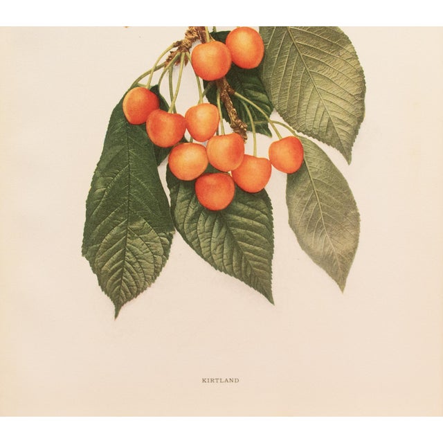 1900s U. P. Hedrick, Original Antique Photogravure of Kirtland Cherries For Sale - Image 4 of 7