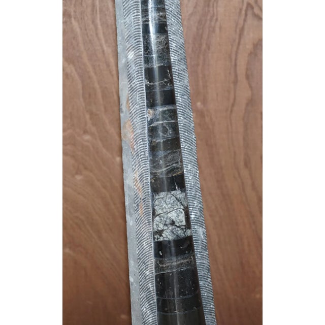 Large Atlas Mountains Fossils, Set of 2 For Sale - Image 12 of 18