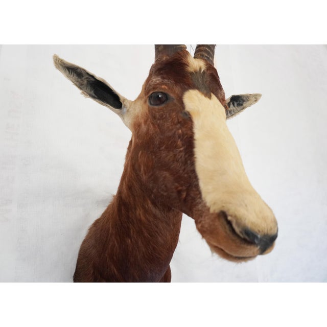 Blesbok Antelope Mount Bust Head For Sale - Image 10 of 17