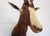 Blesbok Antelope Mount Bust Head For Sale - Image 10 of 17