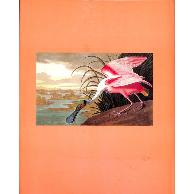 "Fine Bird Books 1700-1900" 1990 Sitwell, Sacheverell For Sale - Image 4 of 10