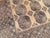 Camel Terracotta Design Camel Turkmen Bokhara Hand-Knotted Wool Rug - 6'7" X 9'7" For Sale - Image 8 of 12