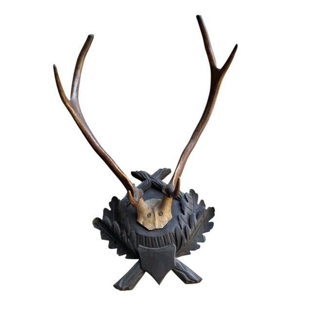 Large Trophy Black Forest Mount Antler Rack #1 For Sale In Aspen - Image 6 of 6