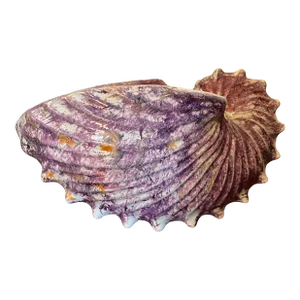 Antique George III Wedgwood Pink Moonlight Lustre or Luster Nautilus Shell Form Bough Pot Wall Pocket Vase 1810