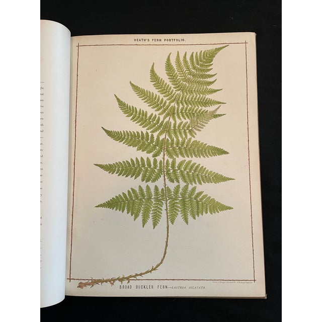 Heath's Fern Portfolio, 1885 Complete With 15 Chromolithographs For Sale - Image 9 of 18