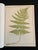 Heath's Fern Portfolio, 1885 Complete With 15 Chromolithographs For Sale - Image 9 of 18