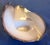Glass Cased Art Glass 17" Centerpiece Hand-Blown Nautical Conch Shell 3-Lb For Sale - Image 7 of 14