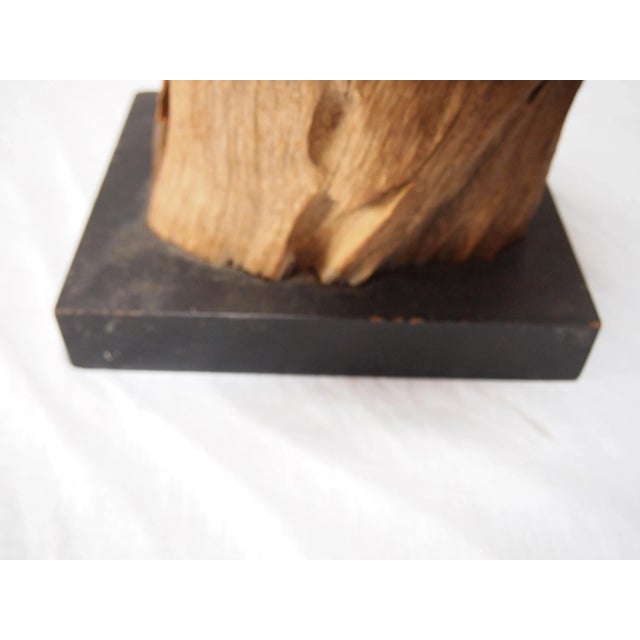 1950s Mid-Century Wood Specimen For Sale - Image 5 of 6