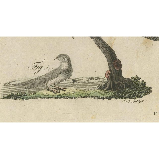 19th Century Bertuch, Swallows, Swifts and Nightjar, 1805, Print For Sale - Image 5 of 12
