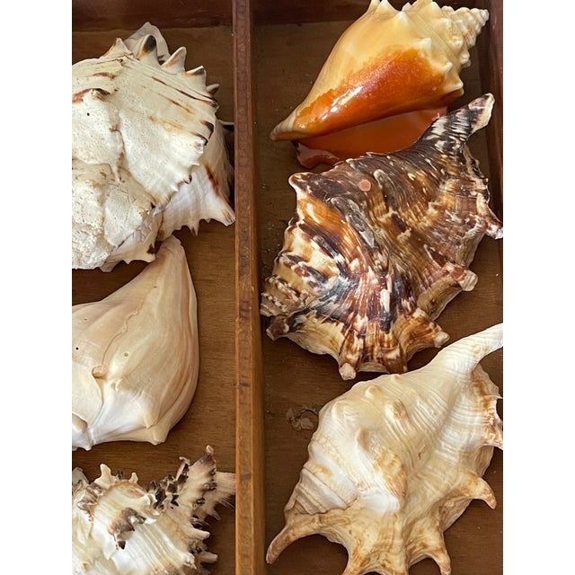 Coastal Marine Sea Shell Collection in Antique Box I For Sale - Image 4 of 4