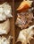 Coastal Marine Sea Shell Collection in Antique Box I For Sale - Image 4 of 4