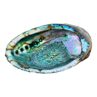 Late 20th Century Natural Abalone Shell Dish Bowl For Sale