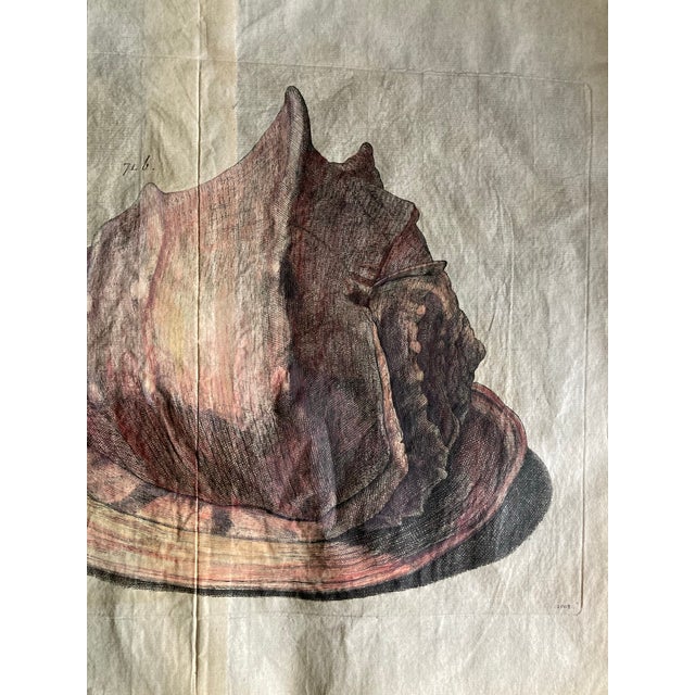 Italian Authentic Set of Two 18th Century Hand Painted Engravings of Mollusks. For Sale - Image 3 of 9