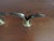 Pair of Scandinavian Modern Brass Lily Liljan Konst Candle Holders For Sale In Philadelphia - Image 6 of 9