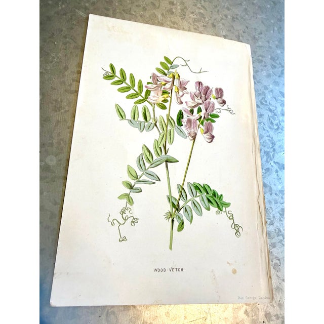 Realism Vintage Botanical Prints From 'Familiar Wildflowers by Hulme, (A Framed Set of Four ), Stippled Technique ,C. 1890–1905 For Sale - Image 3 of 12