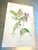 Realism Vintage Botanical Prints From 'Familiar Wildflowers by Hulme, (A Framed Set of Four ), Stippled Technique ,C. 1890–1905 For Sale - Image 3 of 12